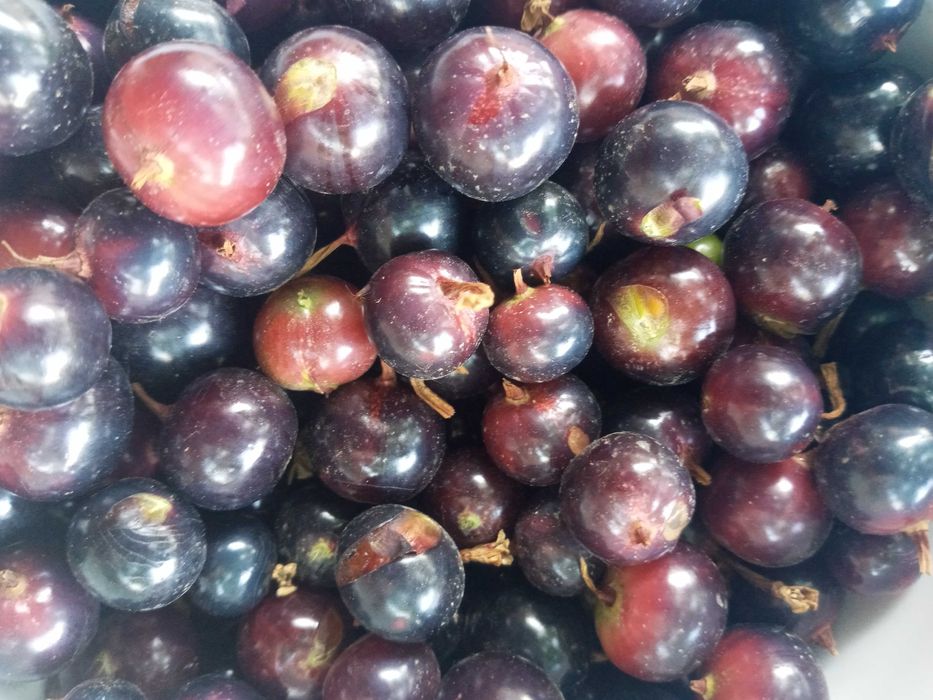 Қора ва қизил Россиядан келтирилган смородина ва йошта кўчатлари