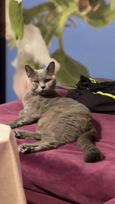 Британска котка. Уникална