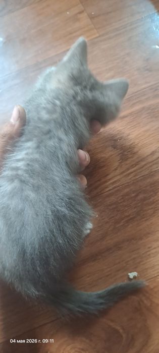 Отдам котят бесплатно