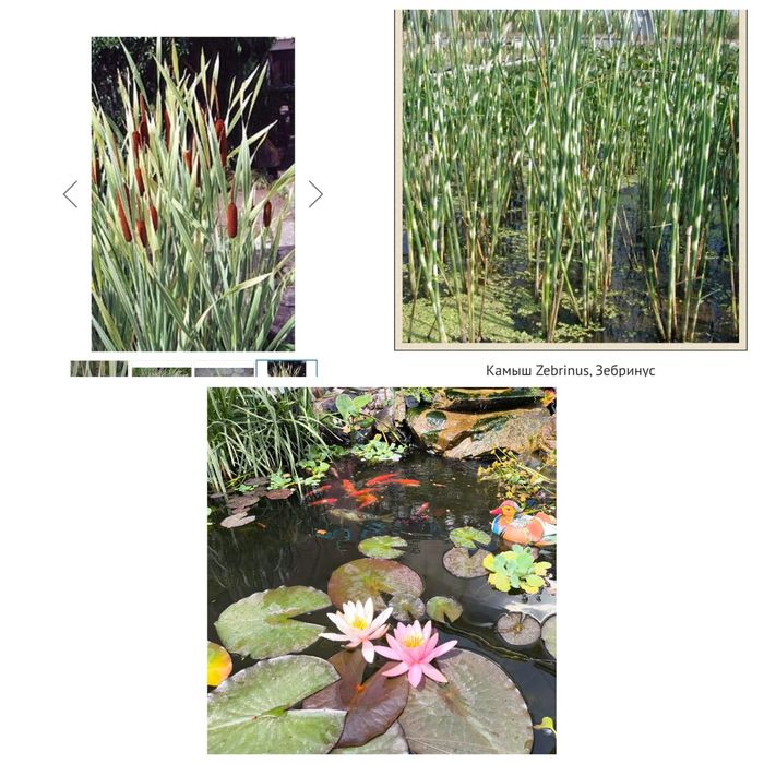 Нимфея кувшинка растения прудовые