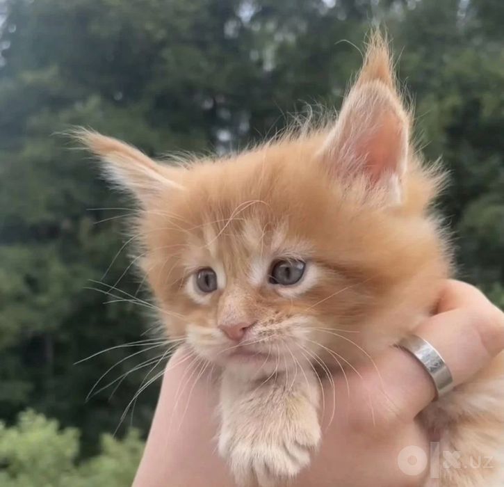 Мейн кун котята!