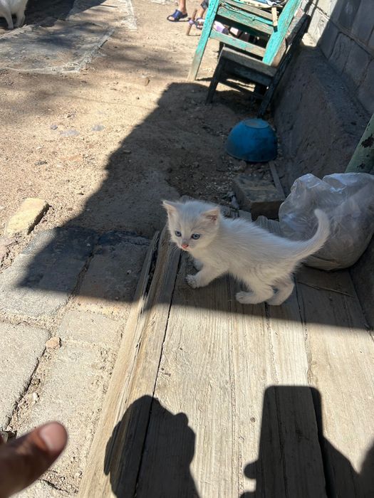 Отдам котенка в хорошие руки