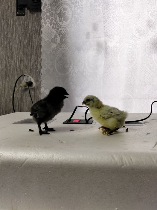 Инкубационное яйцо