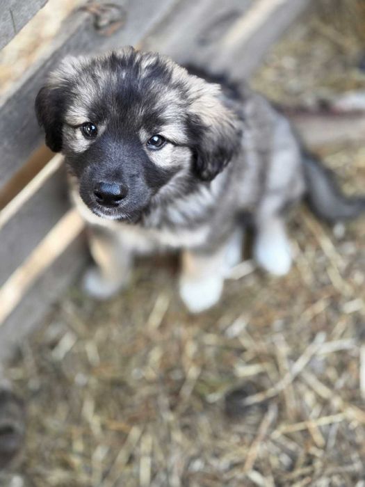 Классные девченки готовы к пристройству