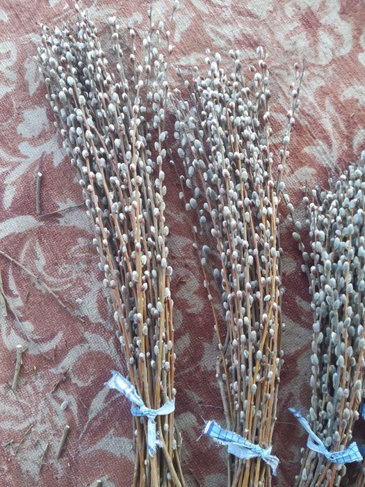 Продам вербу пушистую