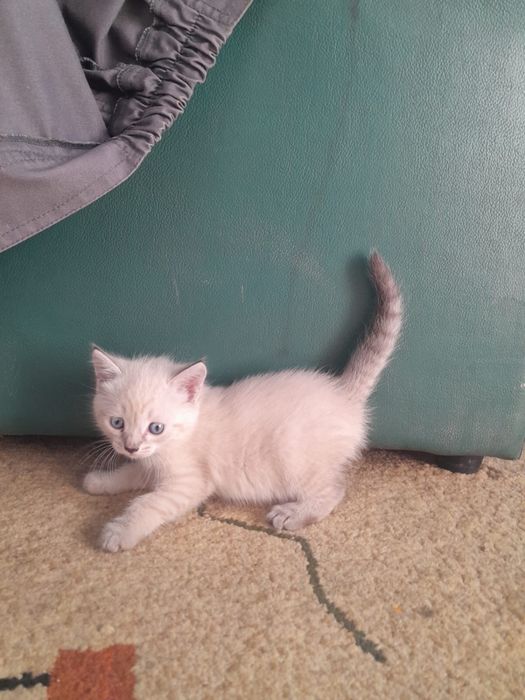 Отдам котят в добрые руки!!!