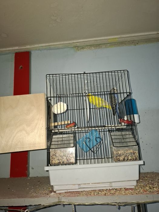 Пара сотилади 300 минг