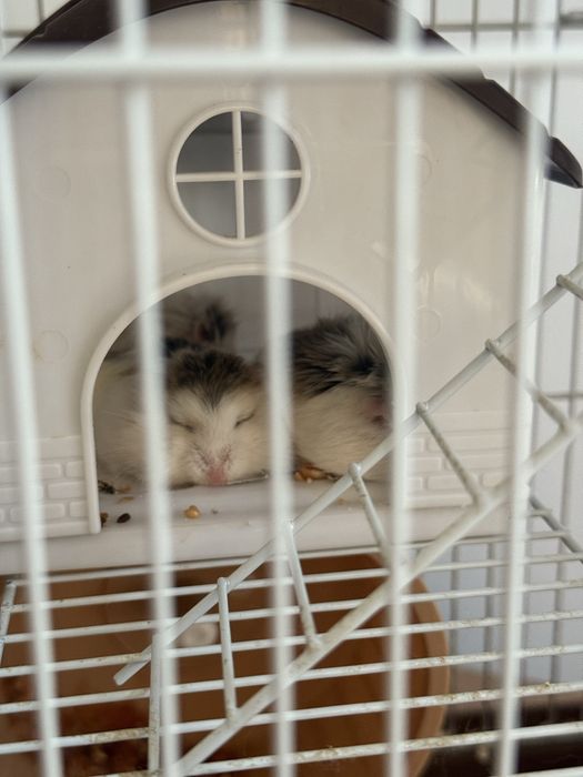 Donez hamsteri pitici