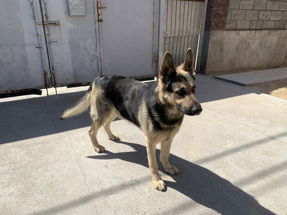 Овчарка! Восточна Европейская! Кабель!