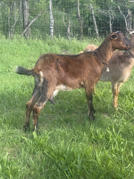 Catre  alpine franceze la prima fatare