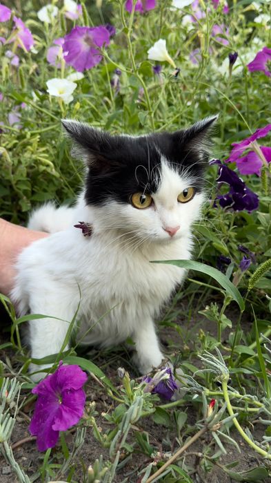 Подарю стерилизованную кошечку