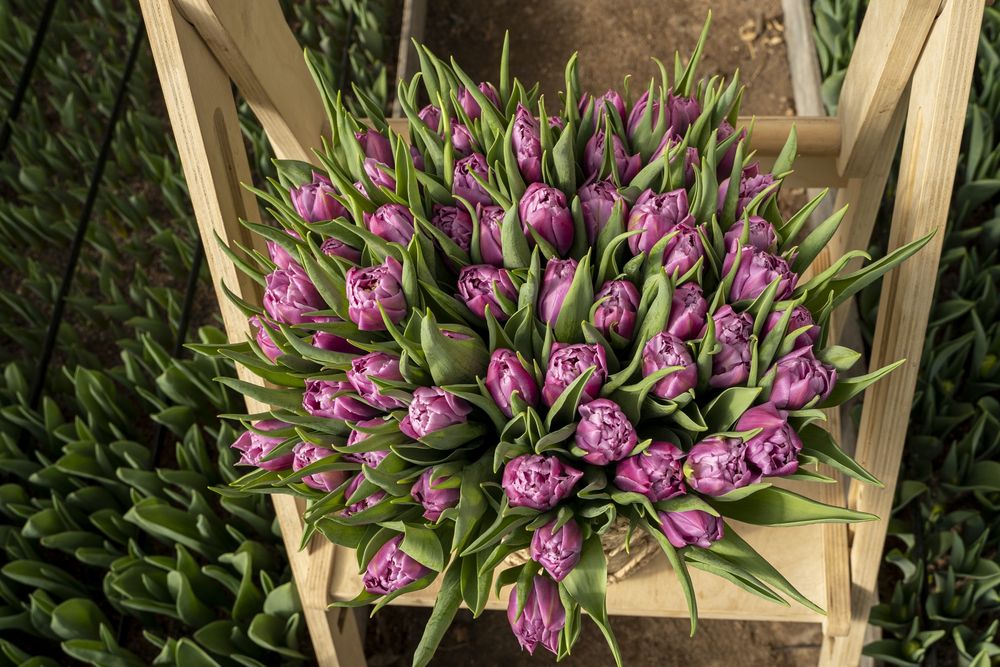 Тюльпаны отборного качества 350 -450 тг