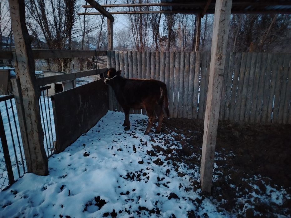 Телёнок Бузау сатылады