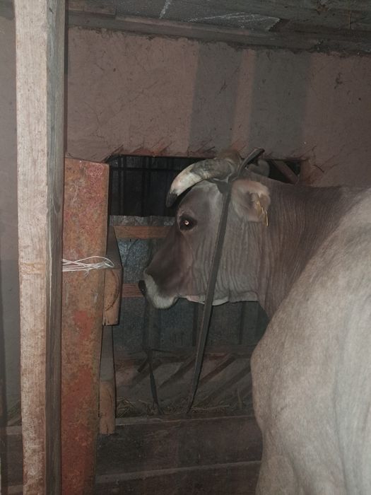 Продаются коровы