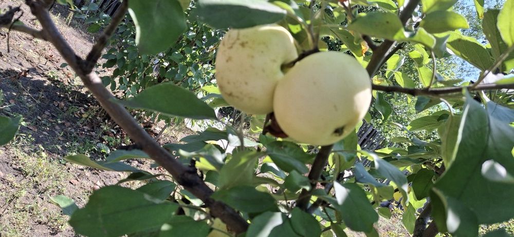 Дача. 6 соток. Краснопартизанское