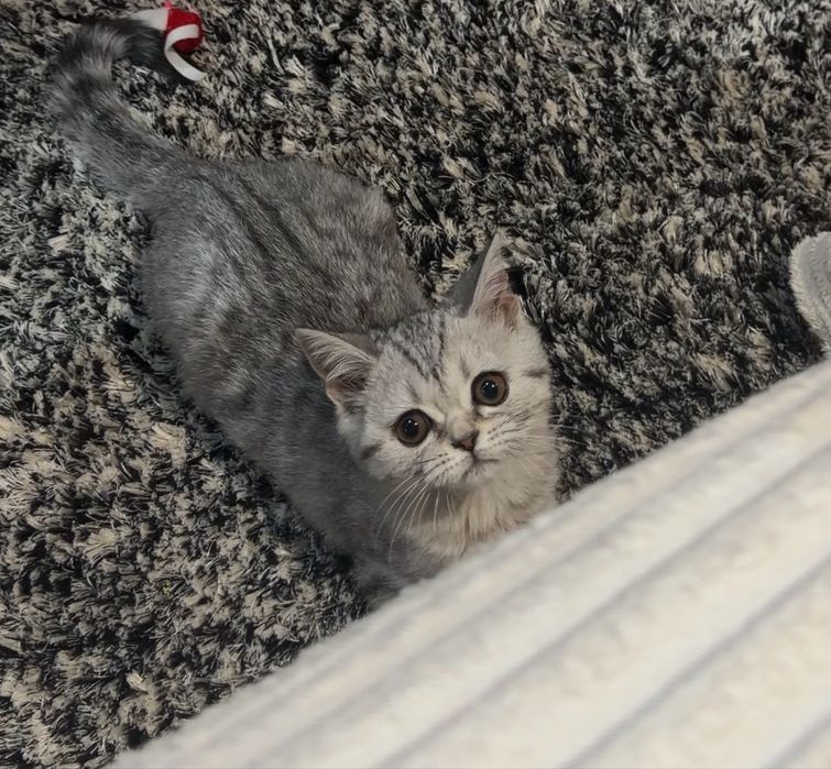 Британский короткошерстный котенок