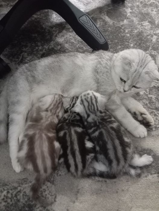 Чистокровные котята,мальчики