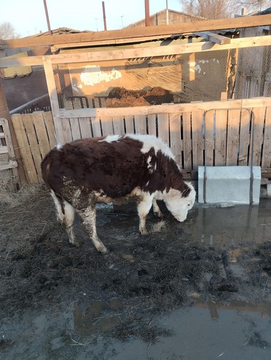 Продам бычка 1 год