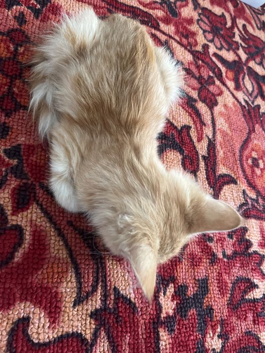 Рыжая милая кошечка