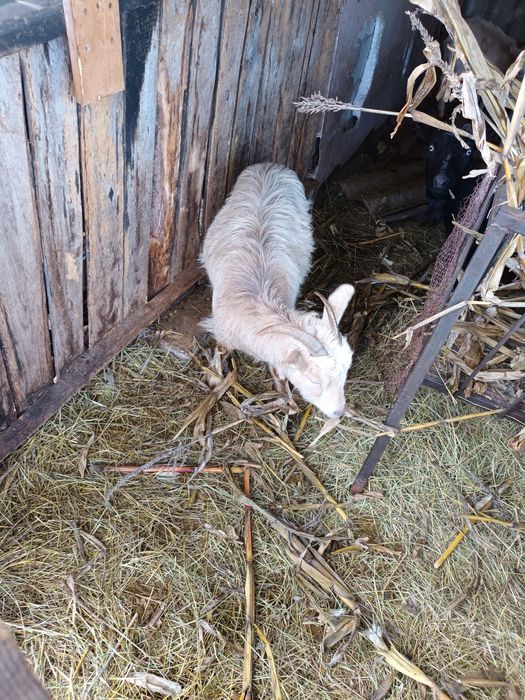 Capre/iedițe de vanzare