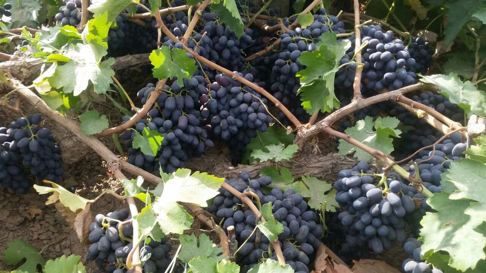 Qora kishmish va gigant uzum ko'chatlari