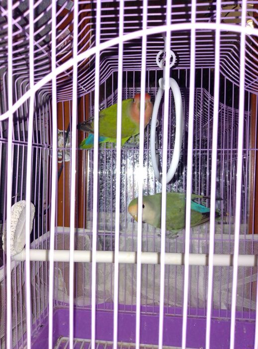 Попугаи неразлучники