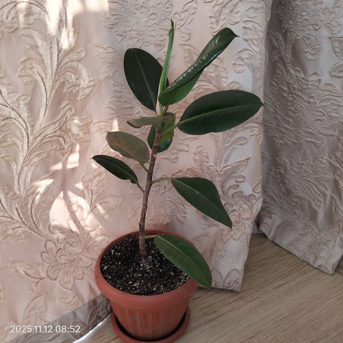 Фикус каучуконосный.