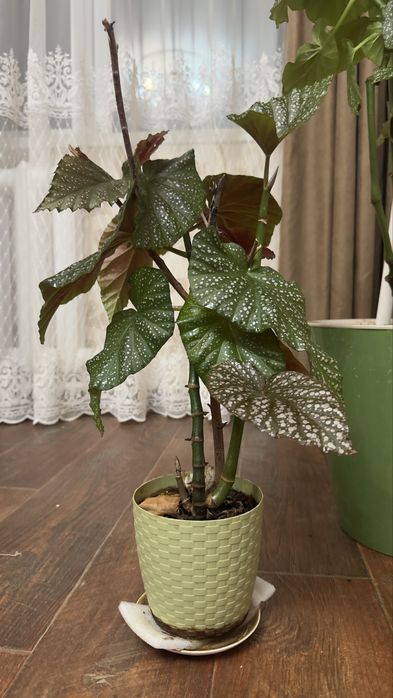 Продаю цветок бегонья