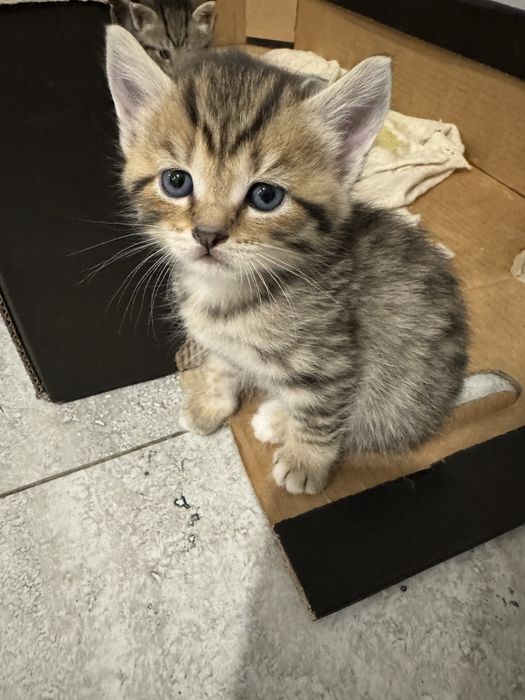 Отдам котят бесплатно