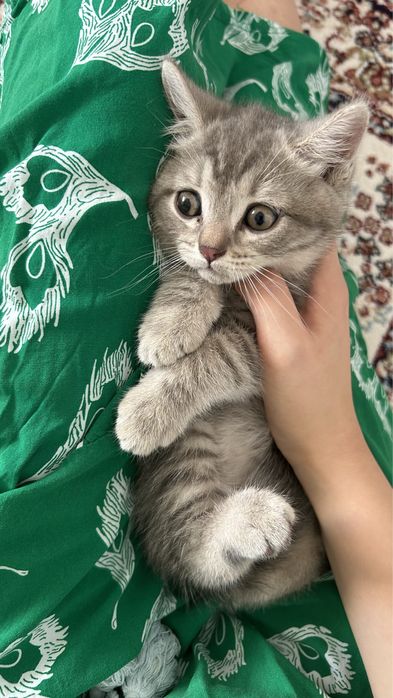 Продам котенка девочка