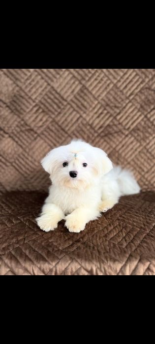 Красивые  щенки  мальтеза