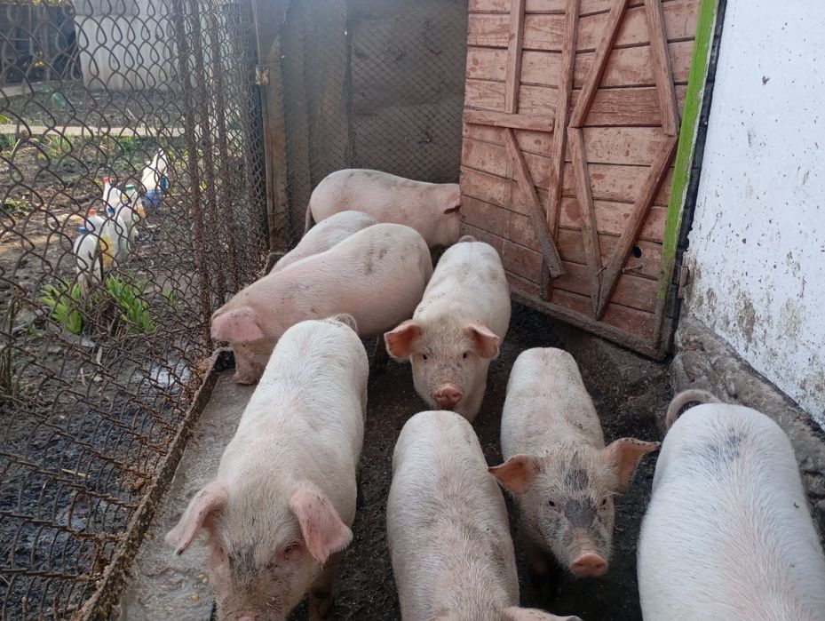 Продаются Поросята