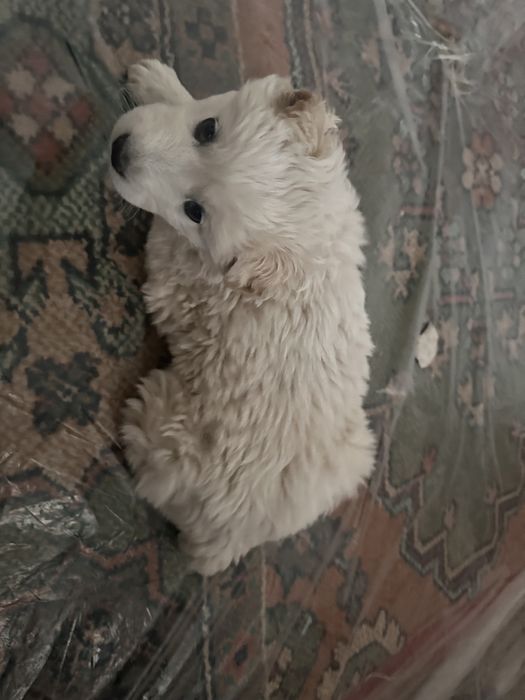 Отдам в хорошую руку