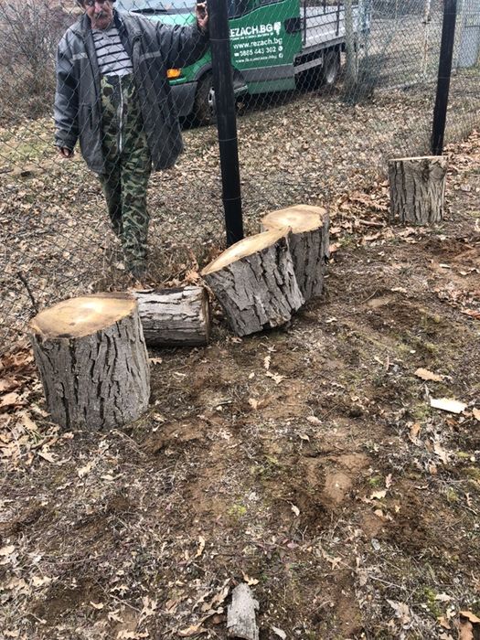 Рязане на дървета