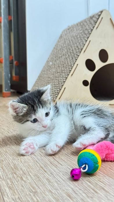 Котёнок в хорошие руки