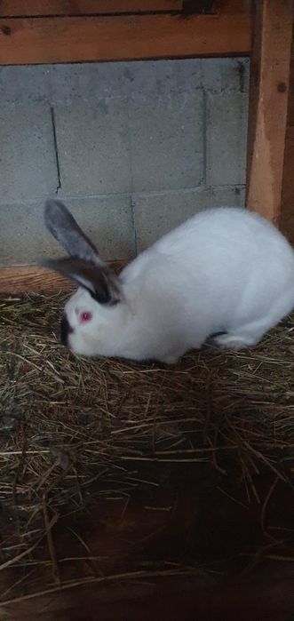 Femele uriaș de Transilvania