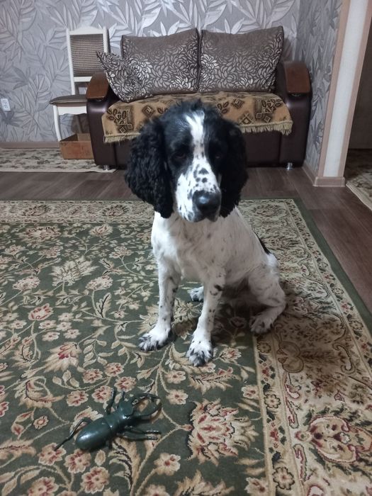 Бим ищет подружку