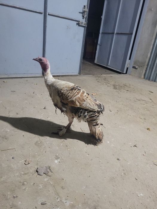 Kurka sotiladi yirik