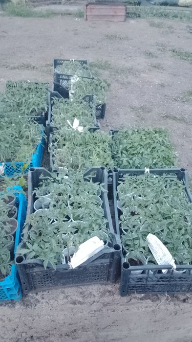 Продам рассаду  недорого
