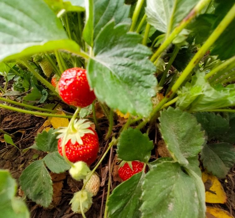 Продам рассаду долгоиграющей клубники