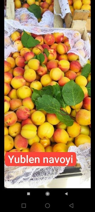 Мевали кучатлар карлик ва полкарлик