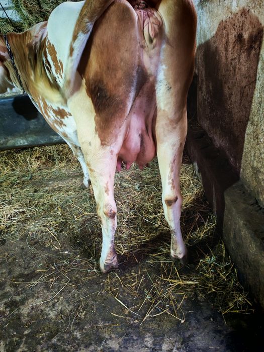 De vânzare vacă tânără din genă bună de lapte!!!