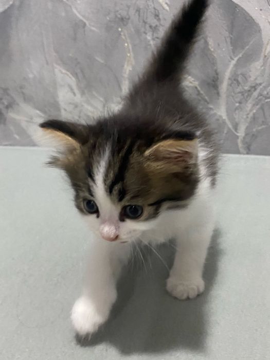 Котенок мальчик отдам