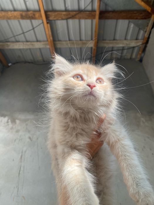 Отдам даром котенка 3 мец