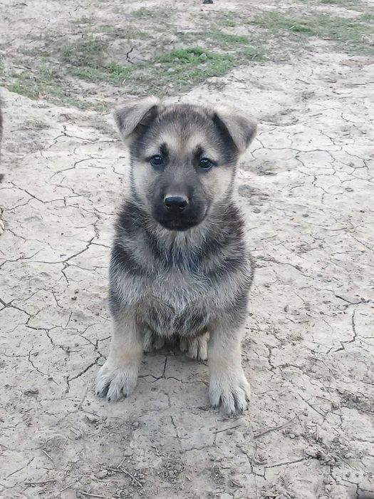 Немски овчарки мъжки и женски
