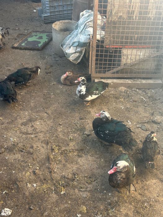 Rate lesesti de vanzare