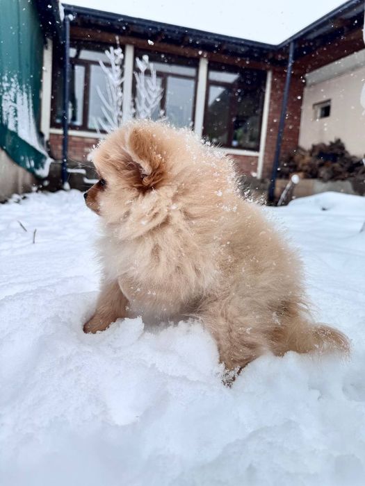 Продаются щенки малого немецкого шпица