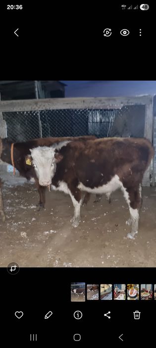 Баспақ сатылады, жағдайы жақсы, еркек, ауылда тұр