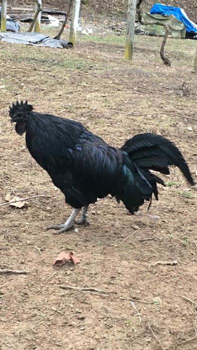 Млади петлета Аям Кемани