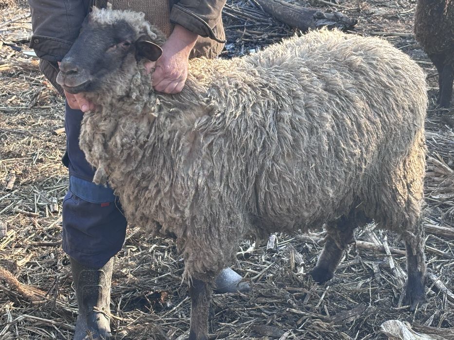 Vand berbecut pentru Paste